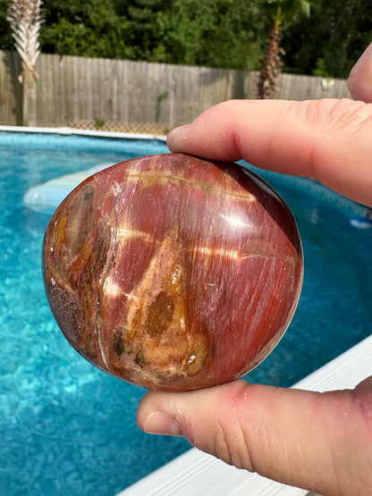 Petrified Wood