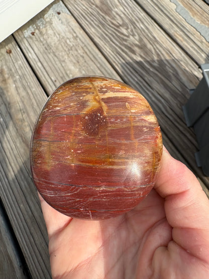 Petrified Wood